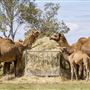 Summer Land Camel Farm