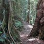 Mt Glorious
