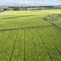 Nerada Tea Plantation and factory