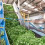 Nerada Tea Plantation and factory