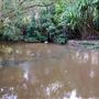 Peterson Creek Wildlife & Botanical Walking Track
