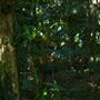 Mount Coot-tha Botanic Gardens - Australian Rainforest Track