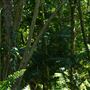 Mount Coot-tha Botanic Gardens - Australian Rainforest Track