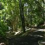 Mount Coot-tha Botanic Gardens - Australian Rainforest Track