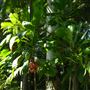 Mount Coot-tha Botanic Gardens - Australian Rainforest Track