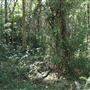 Cornubia Forest