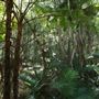Cornubia Forest