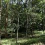 Cornubia Forest