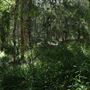 Cornubia Forest