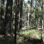 Cornubia Forest