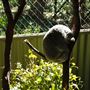 Daisy Hill Koala Centre