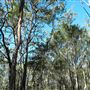 Venman Bushland