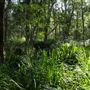 Venman Bushland