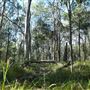 Venman Bushland
