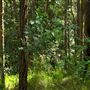 Enoggera Reservoir