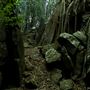 Property Mt Tamborine
