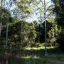Rural Rainforest and High Fence