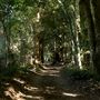 Rural Rainforest and High Fence