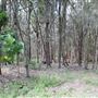 Coombabah Lakelands Conservation Area - Open Field & Forest