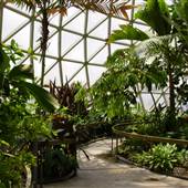 Mt Coot-tha Botanical Gardens