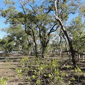 Mangroves meet Ocean - Tallebudgera Creek Conservation Park