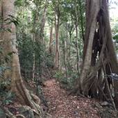 Palm Tree Grove