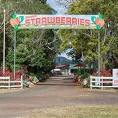 Shaylee Strawberry Farm
