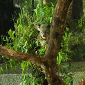 Daisy Hill Koala Centre