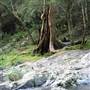 Austinville Rock Pools