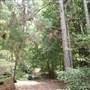 Coochin Creek - Pine Plantation / Qld State Forest