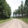 Coochin Creek - Pine Plantation / Qld State Forest