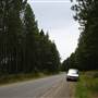 Coochin Creek - Pine Plantation / Qld State Forest