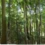 Cairns Region - Bramston Beach