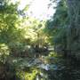 Mt Coot-tha Botanical Gardens