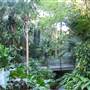 Mt Coot-tha Botanical Gardens