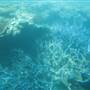 Hardy Reef