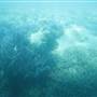 Hardy Reef