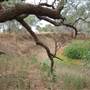 Longreach Landscape