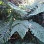 Mary Cairncross Scenic Reserve and Sanctuary