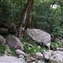 Mossman Gorge