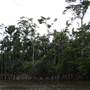 Mulgrave River (Cairns Region)