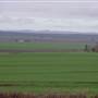 Wheat Fields