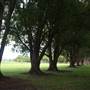 Gold Coast Regional Botanic Gardens - Rosser Park