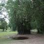 Gold Coast Regional Botanic Gardens - Rosser Park