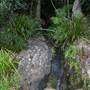 Silky Oaks Lodge - Mossman