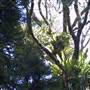Springbrook National Park