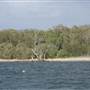 Rat Island
