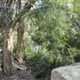 Coochiemudlo Island