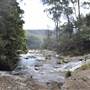 Purling Brook Falls - Springbrook National Park