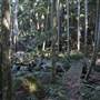 Tamborine National Park